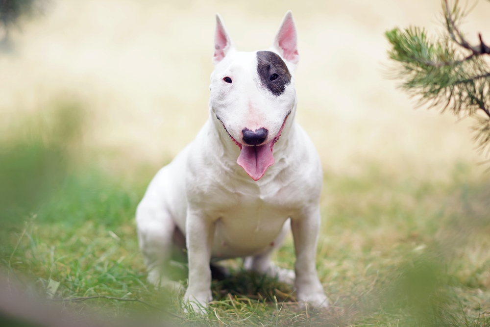 Photo de Bull terrier