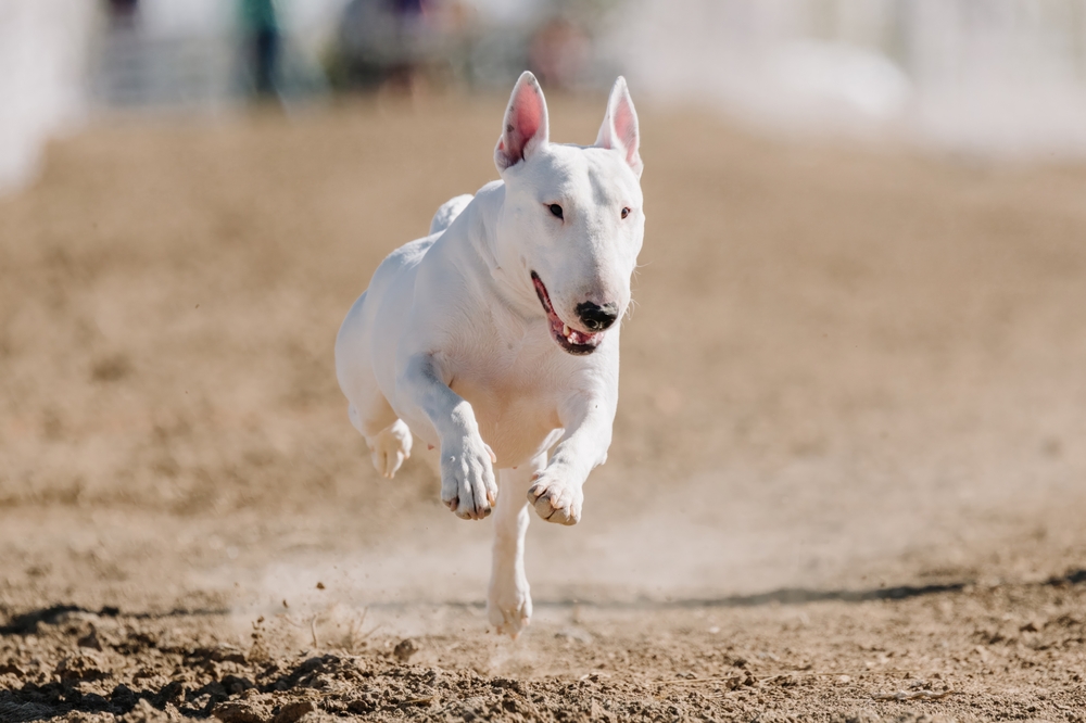 Photo de Bull terrier prise par null