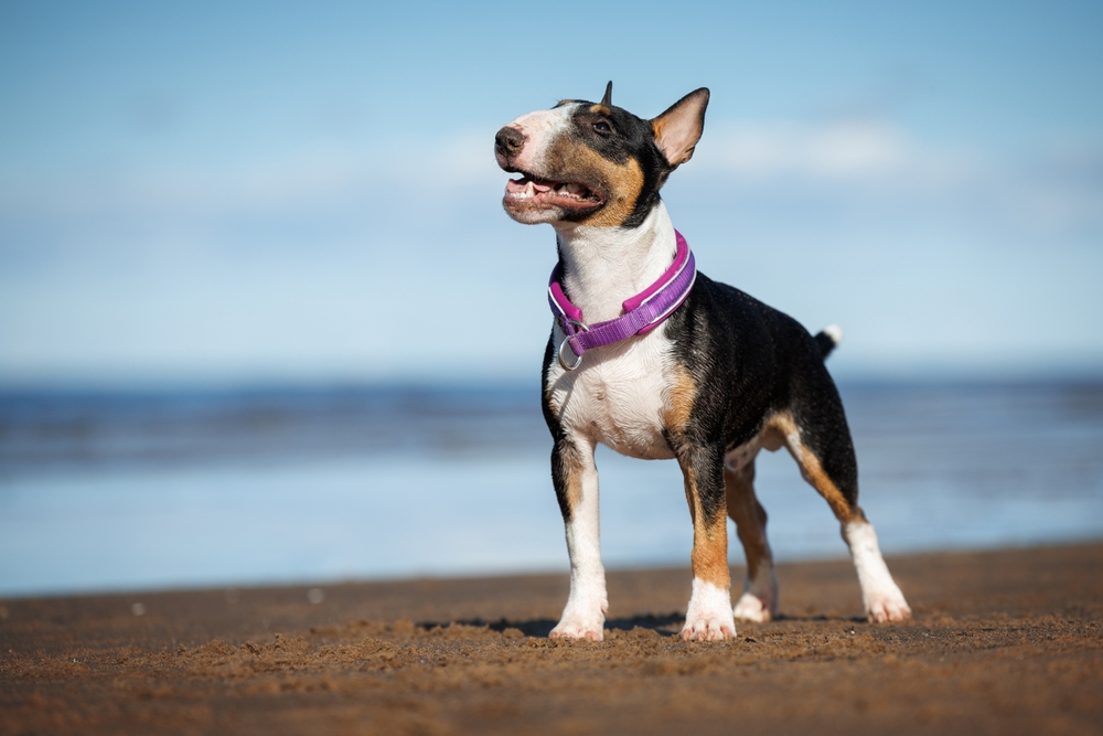 Photo de Bull terrier prise par null