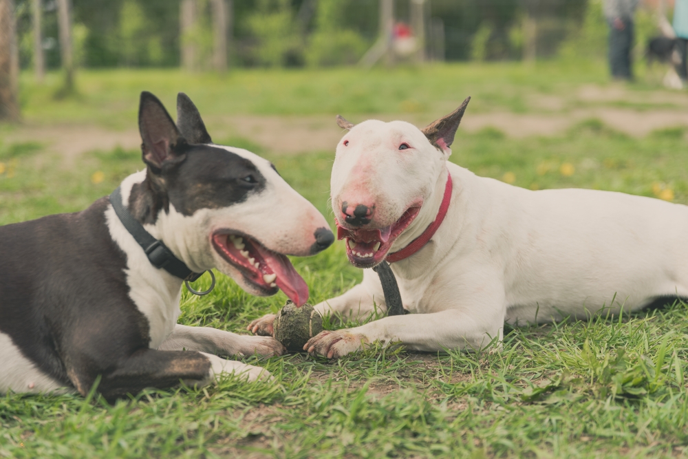 Photo de Bull terrier prise par null