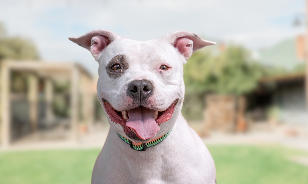 Photo de American staffordshire terrier