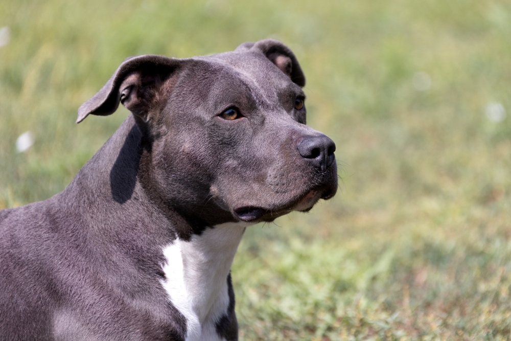 Photo de American staffordshire terrier prise par null
