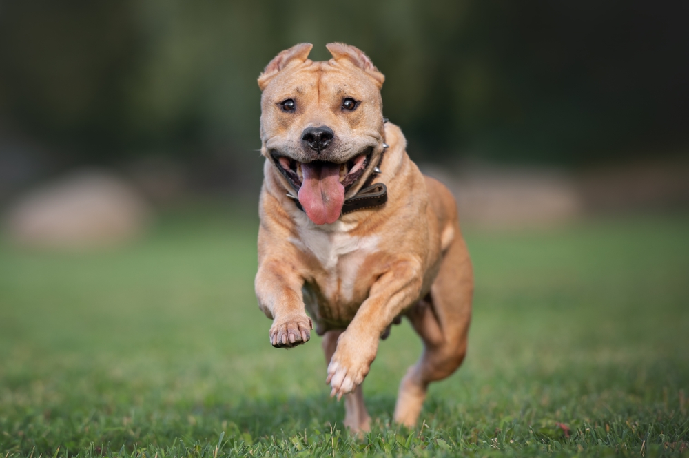 Photo de American staffordshire terrier prise par null