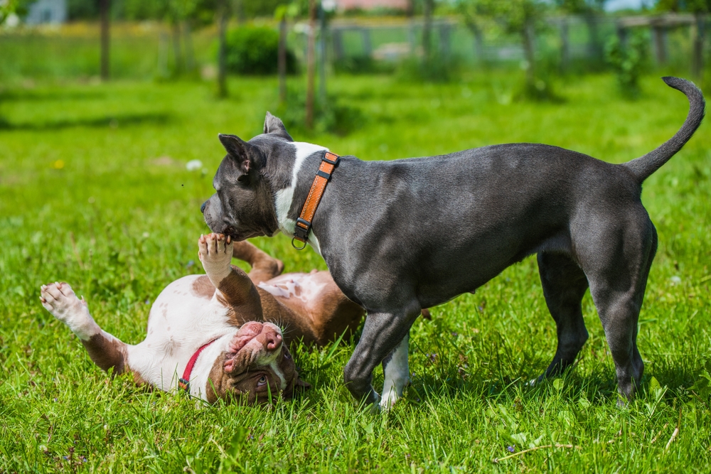 Photo de American staffordshire terrier prise par null