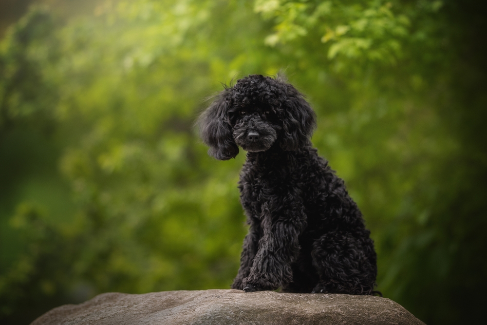 Photo de Caniche