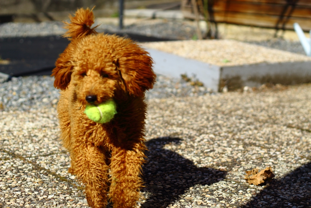 Photo de Caniche prise par null