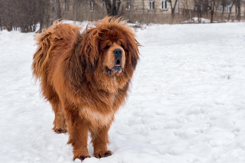 Photo de Dogue du tibet