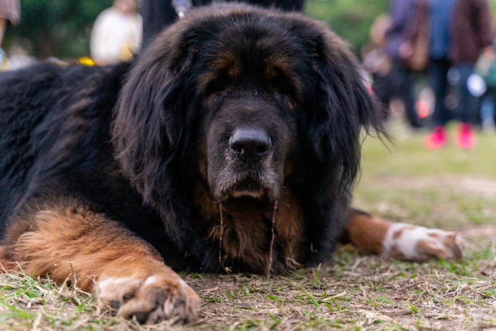 Photo de Dogue du tibet prise par null