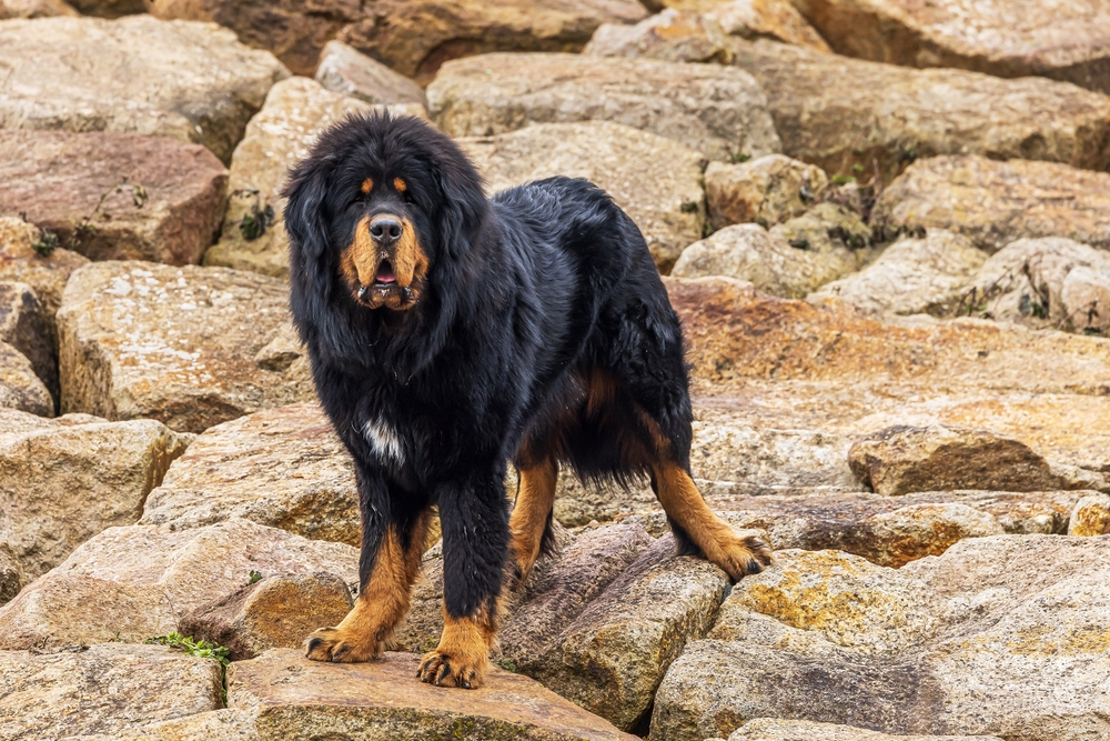 Photo de Dogue du tibet prise par null