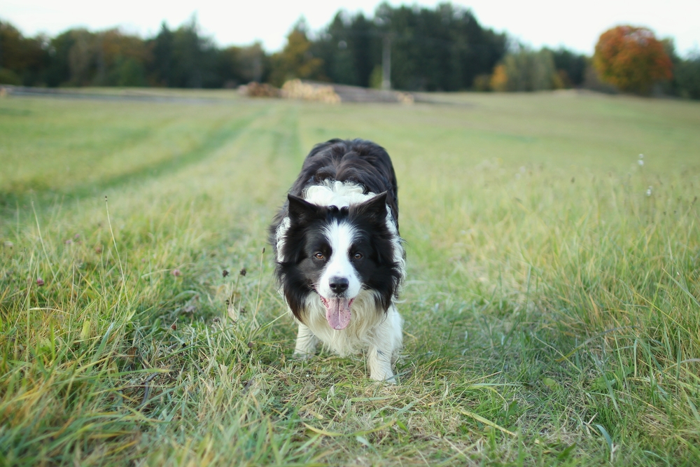 Photo de Border collie