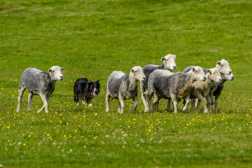 Photo de Border collie prise par null