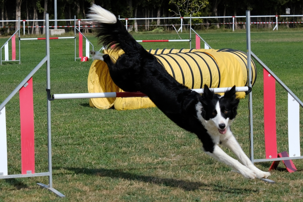 Photo de Border collie prise par null