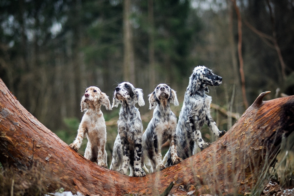 Photo de Setter anglais prise par null
