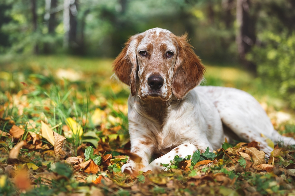 Photo de Setter anglais prise par null