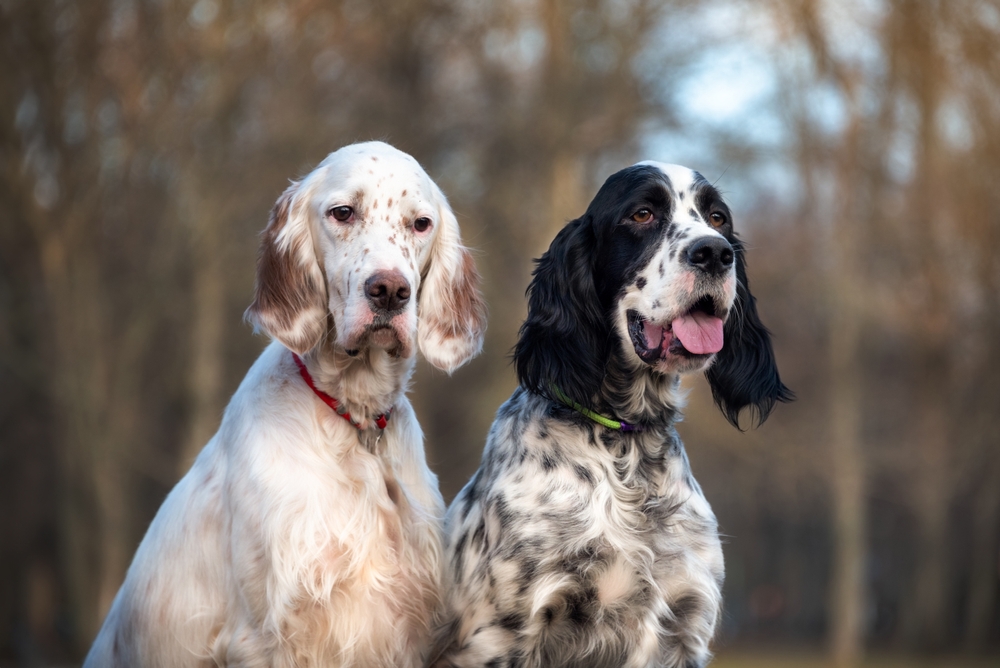 Photo de Setter anglais prise par null