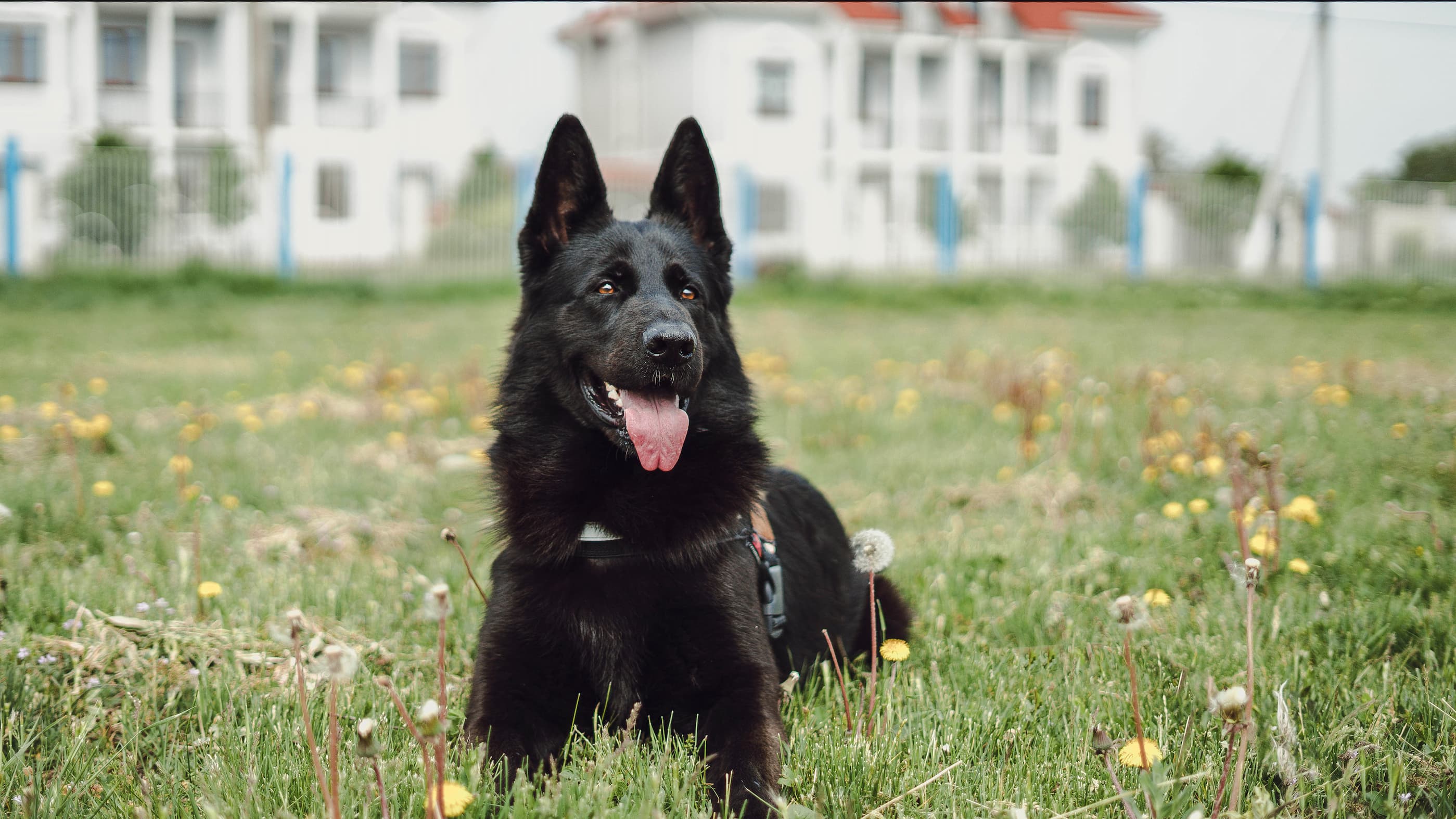 Photo de Berger allemand