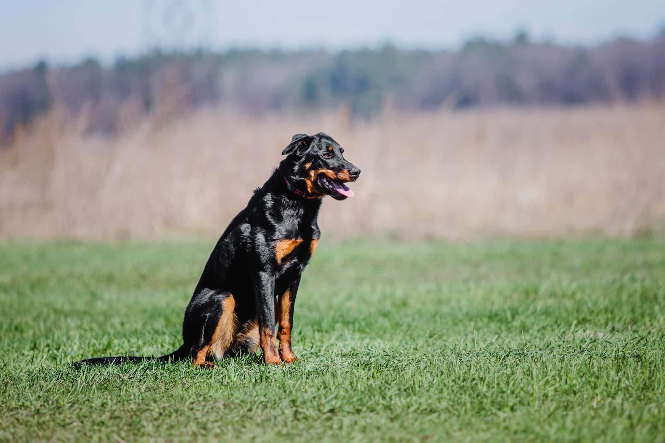 Photo de Beauceron prise par null
