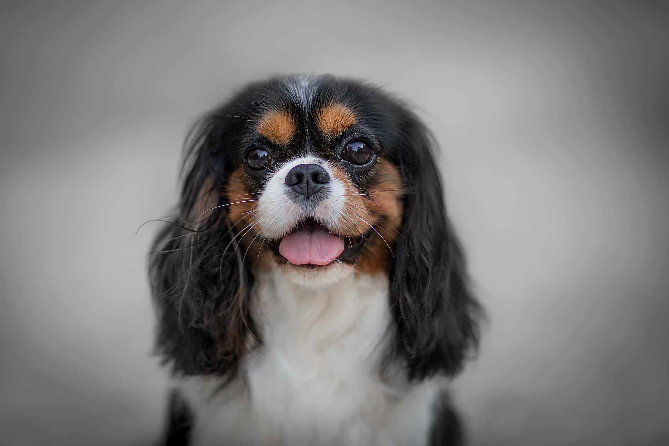 Photo de Cavalier king charles