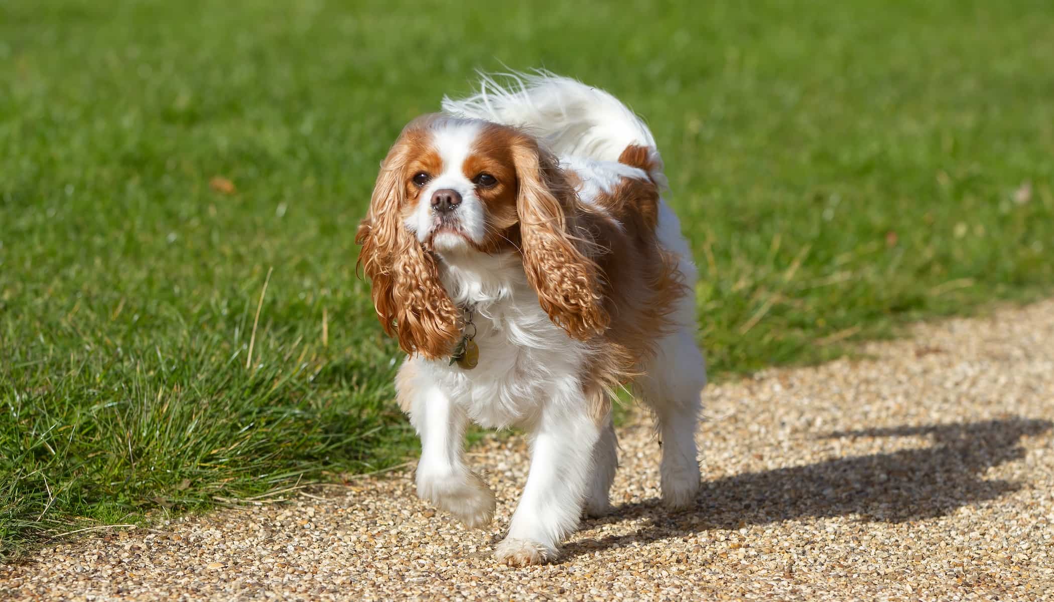 Photo de Cavalier king charles prise par null