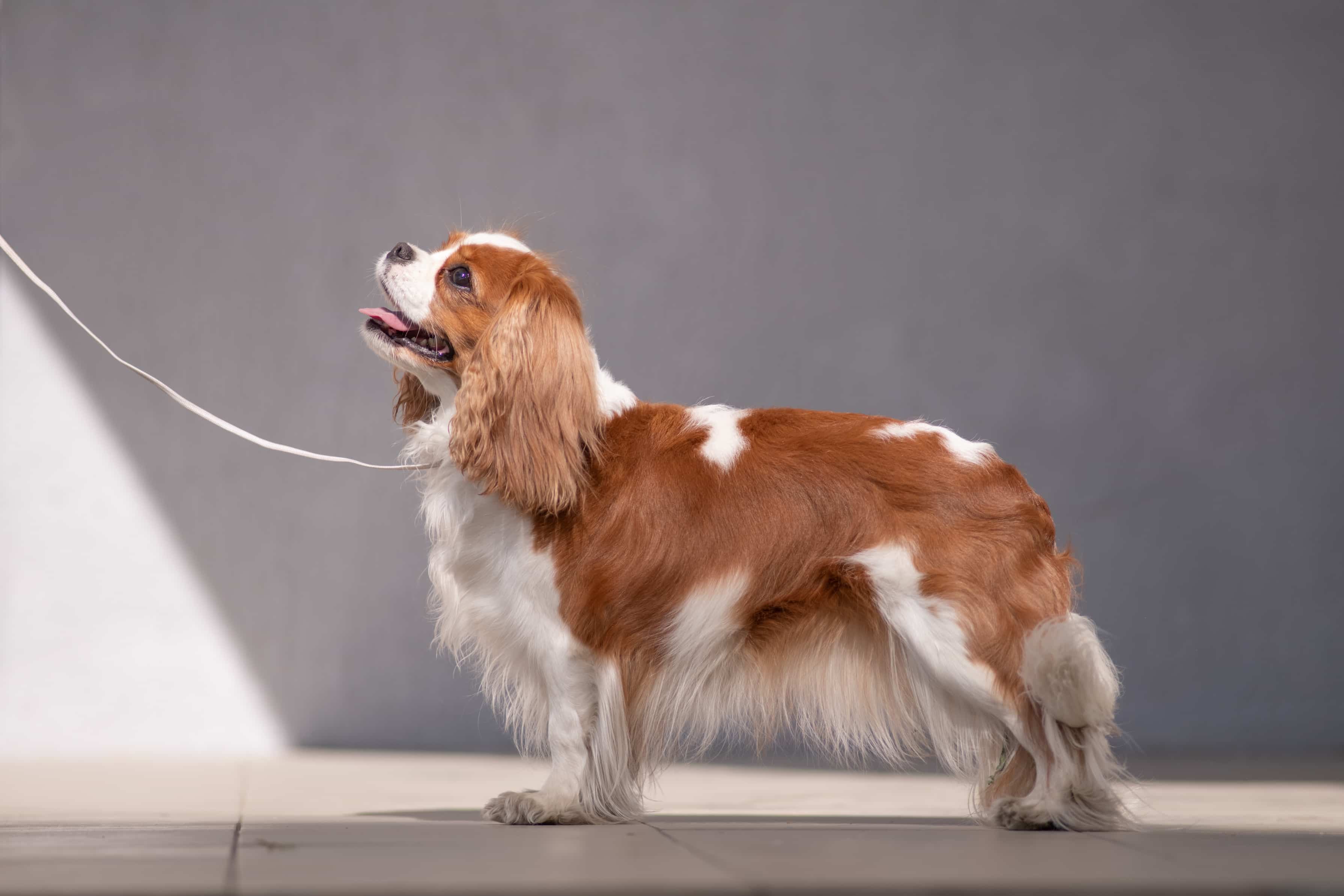Photo de Cavalier king charles prise par null