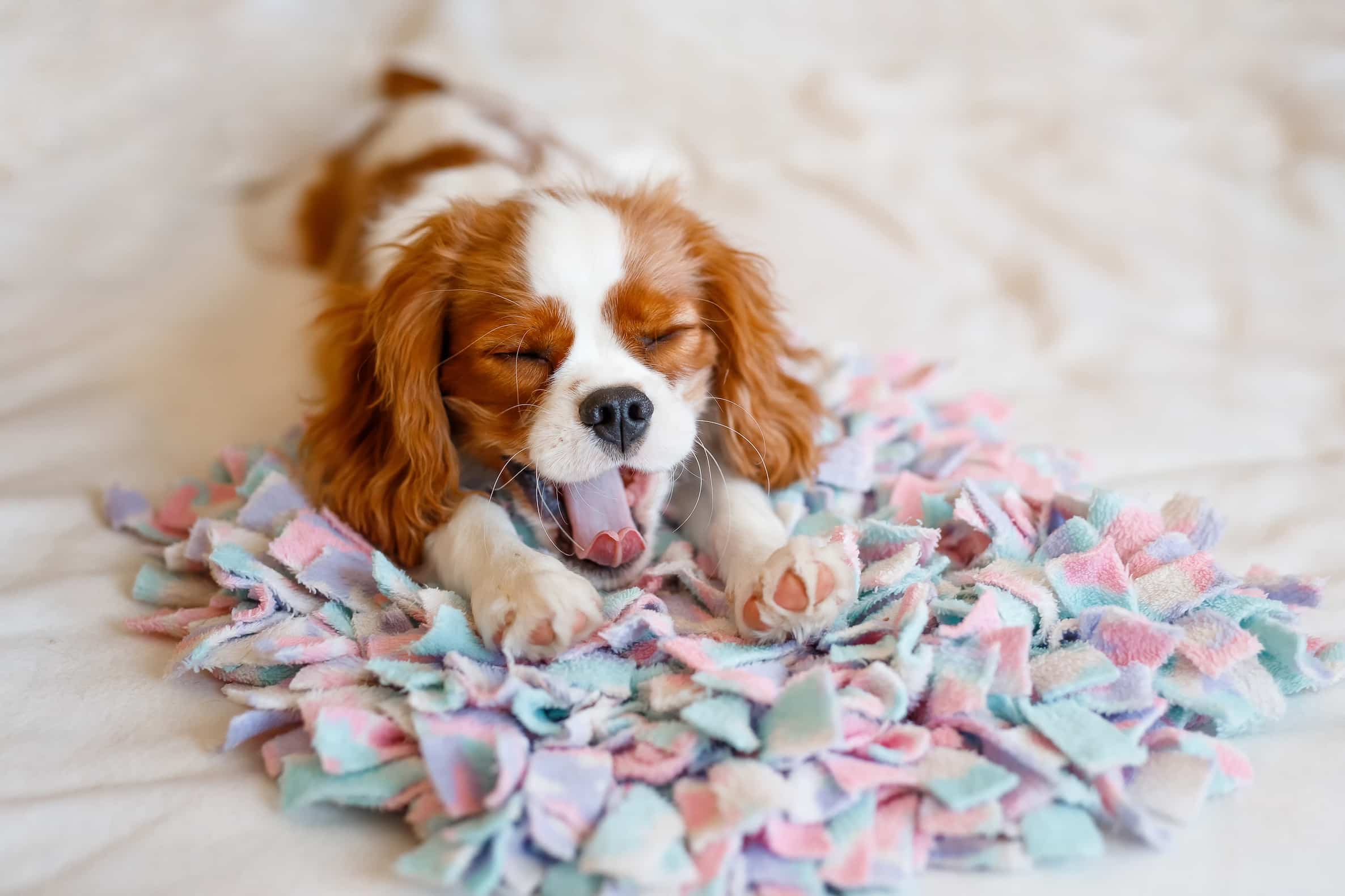 Photo de Cavalier king charles prise par null