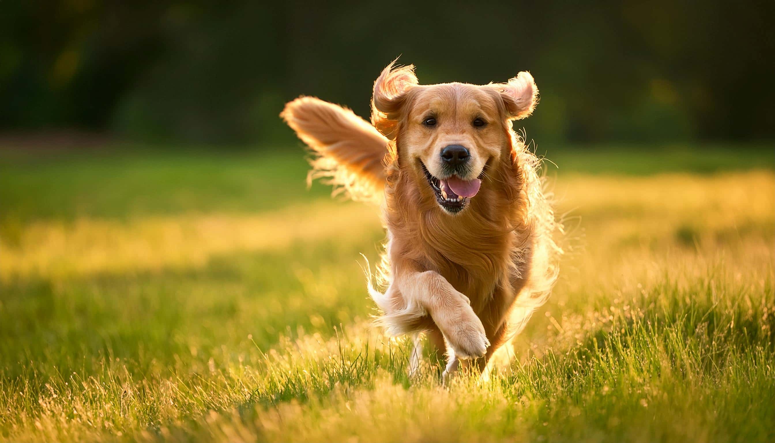 Photo de Golden retriever