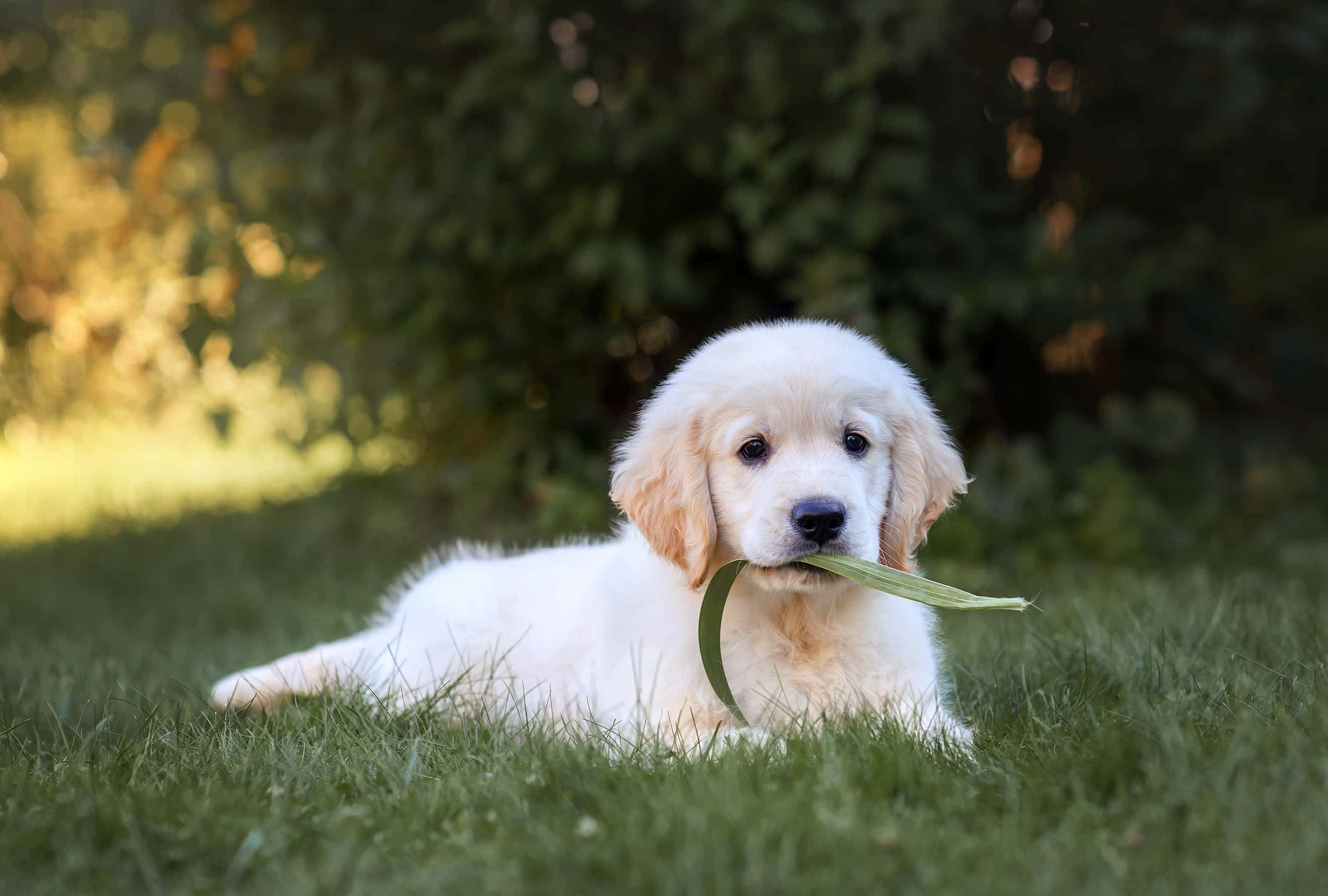 Photo de Golden retriever prise par Shutterstock