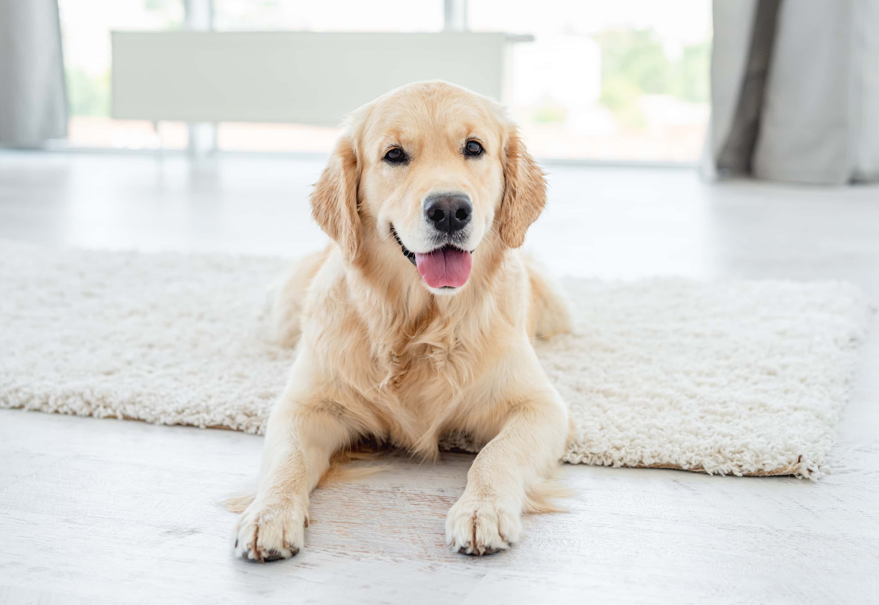 Photo de Golden retriever prise par Shutterstock