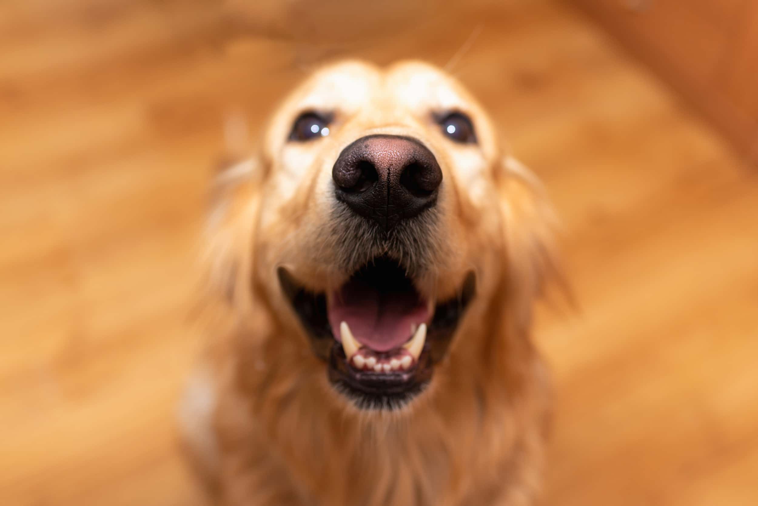 Photo de Golden retriever prise par Shutterstock