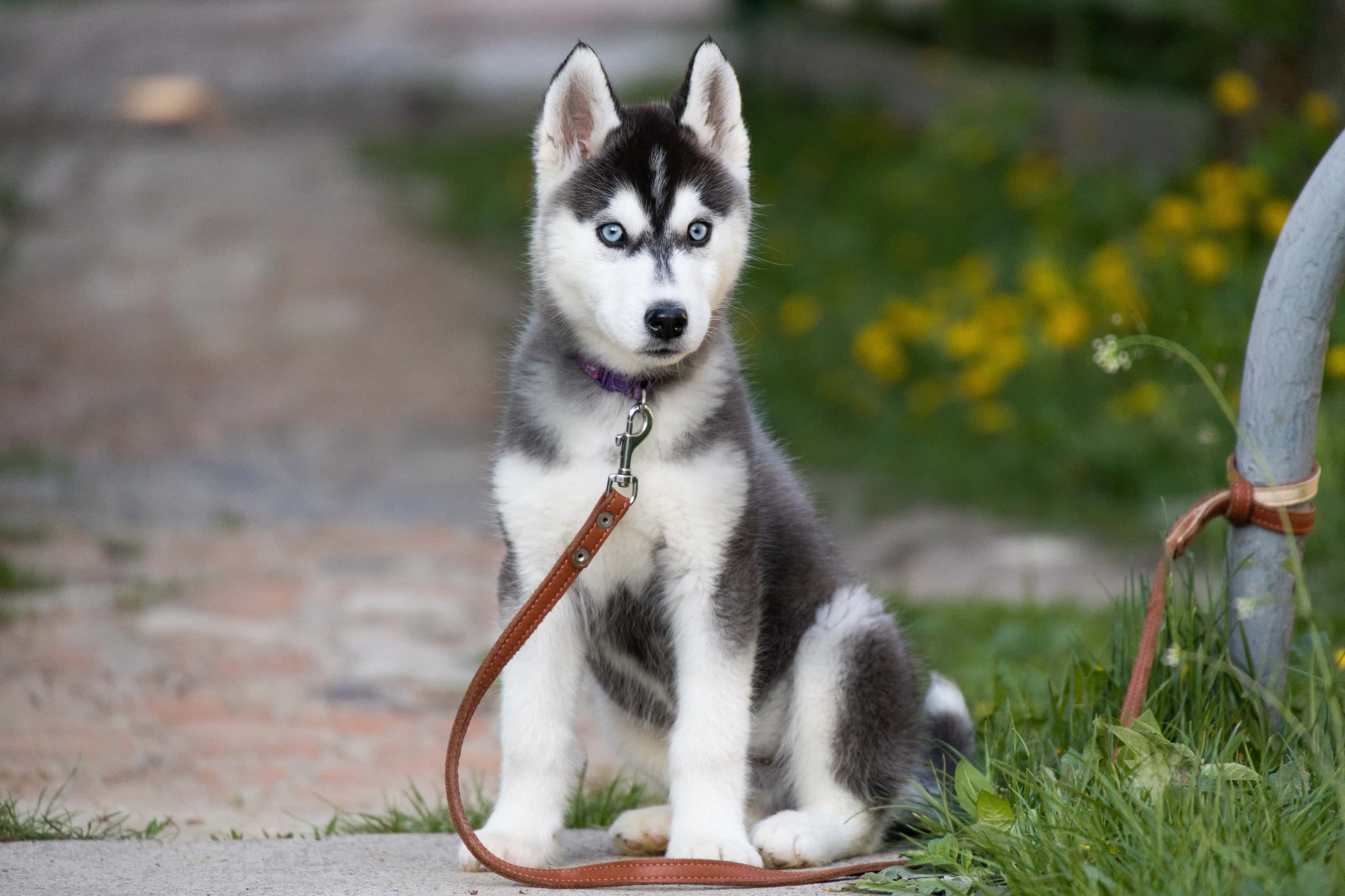 Photo de Husky sibérien prise par null