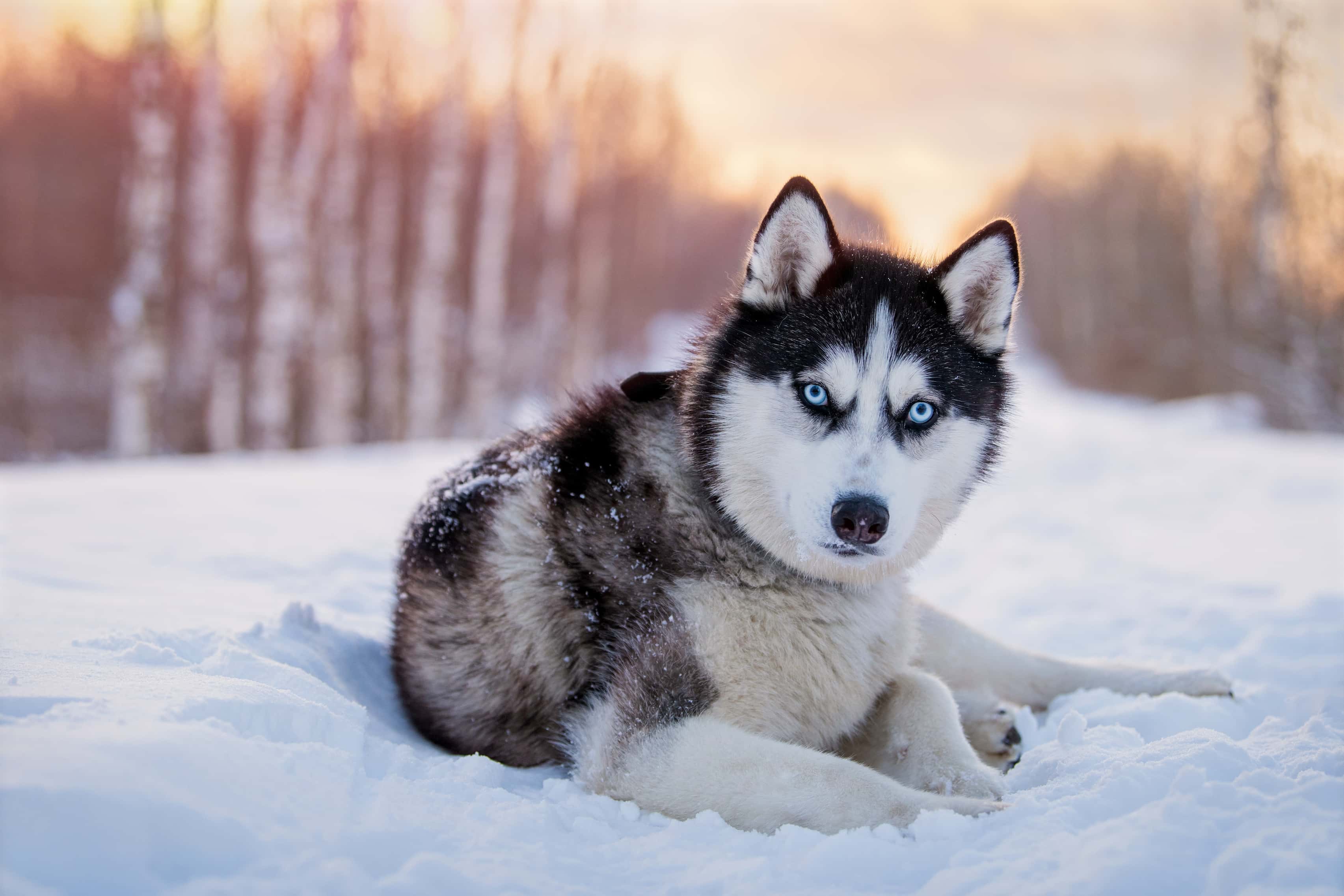 Photo de Husky sibérien prise par null