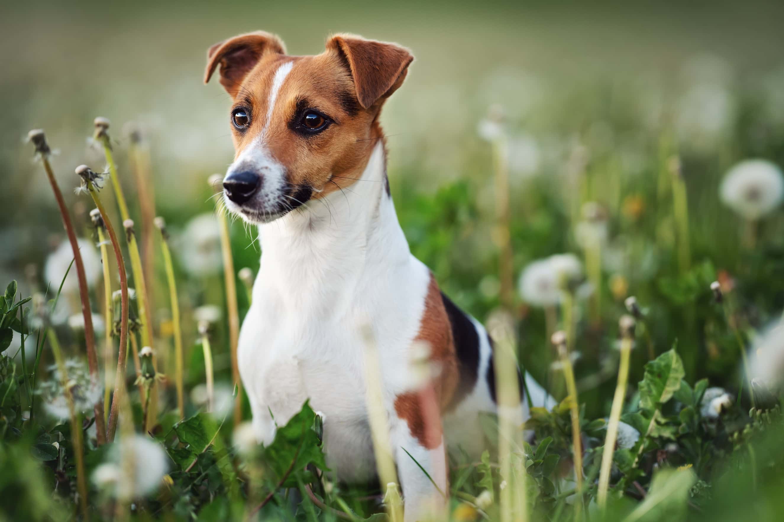 Photo de Jack russell