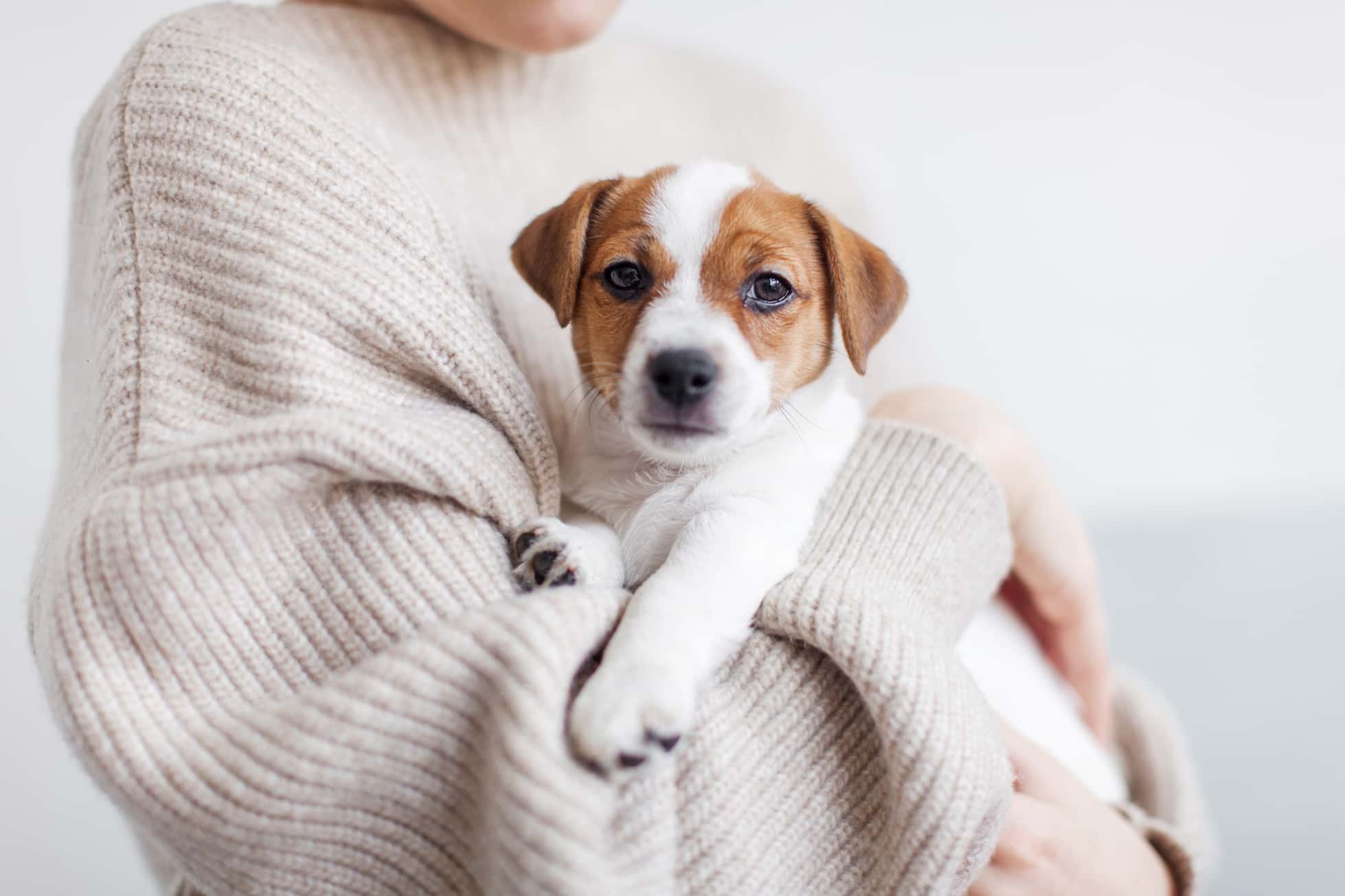 Photo de Jack russell prise par null