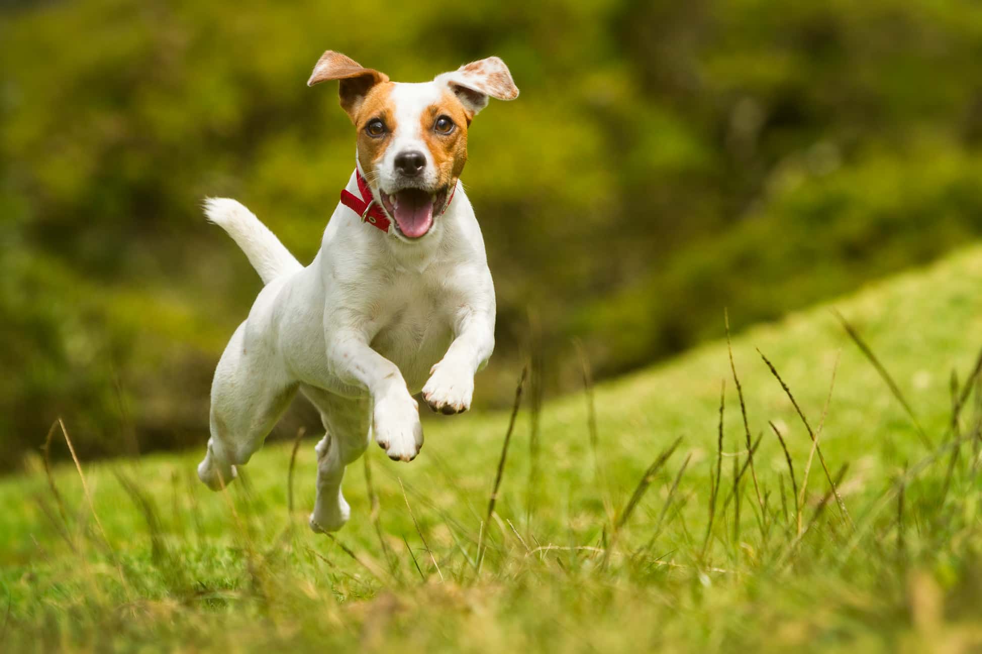 Photo de Jack russell prise par null