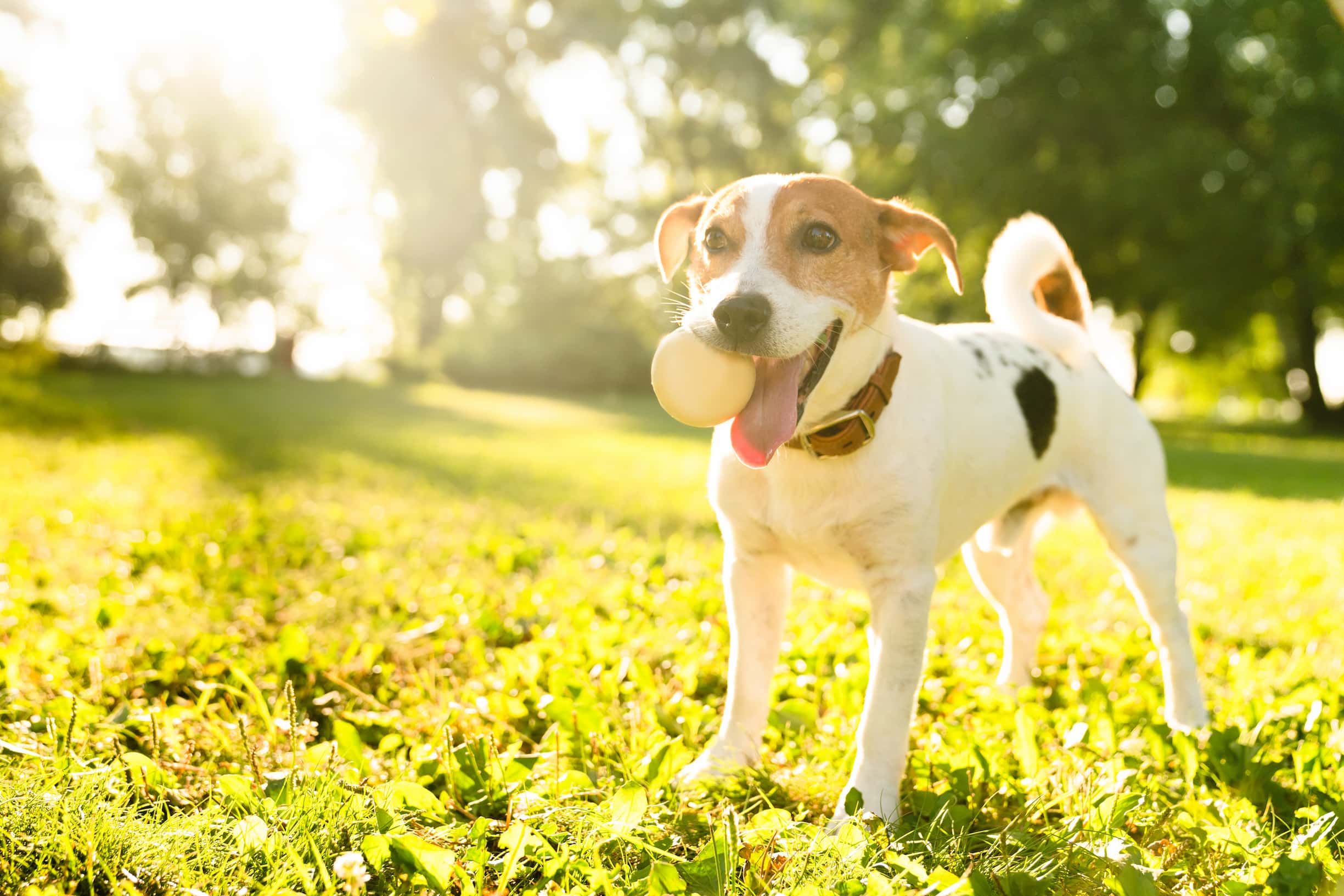 Photo de Jack russell prise par null