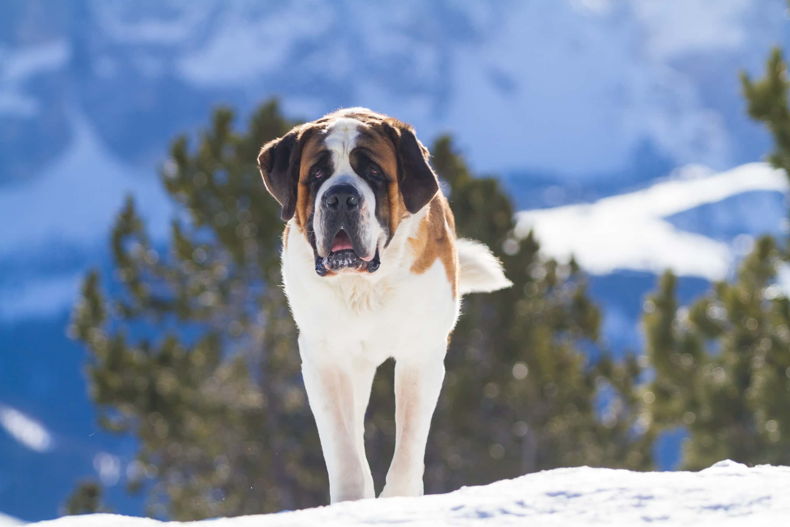 Photo de Saint-bernard