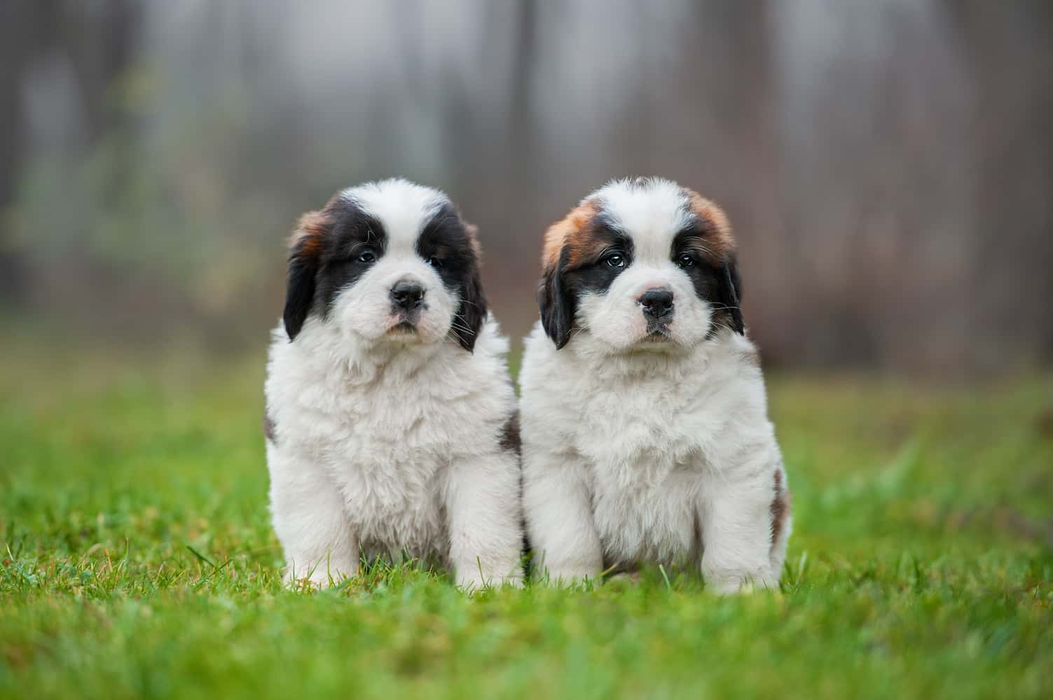 Photo de Saint-bernard prise par null