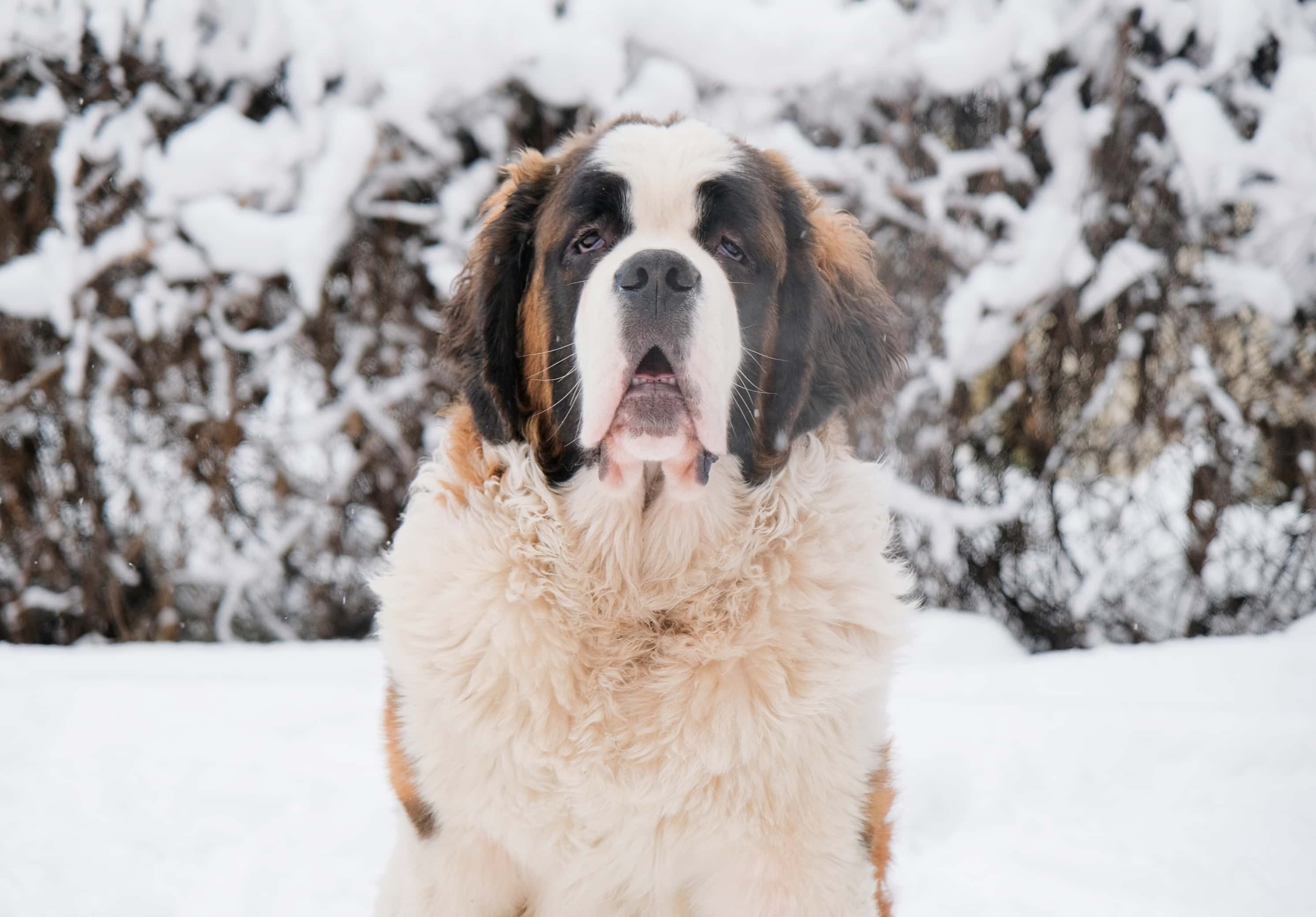 Photo de Saint-bernard prise par null