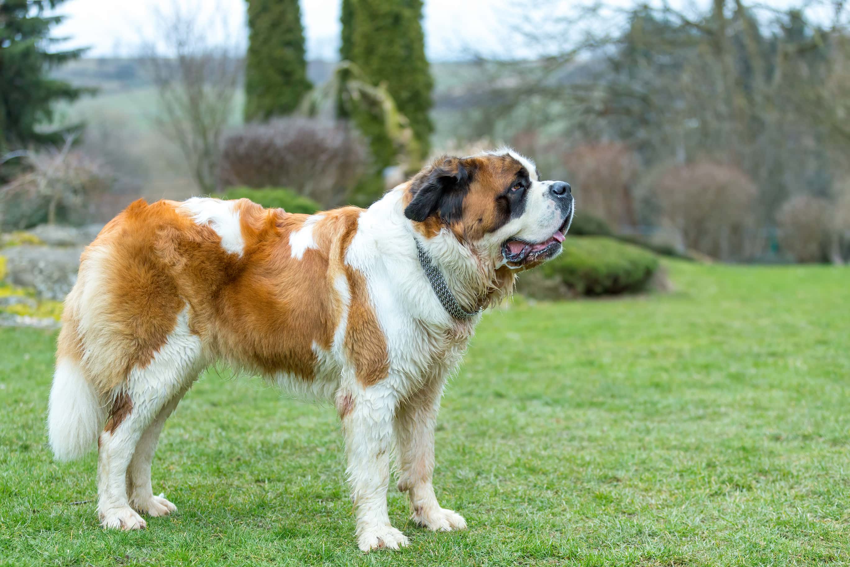 Photo de Saint-bernard prise par null