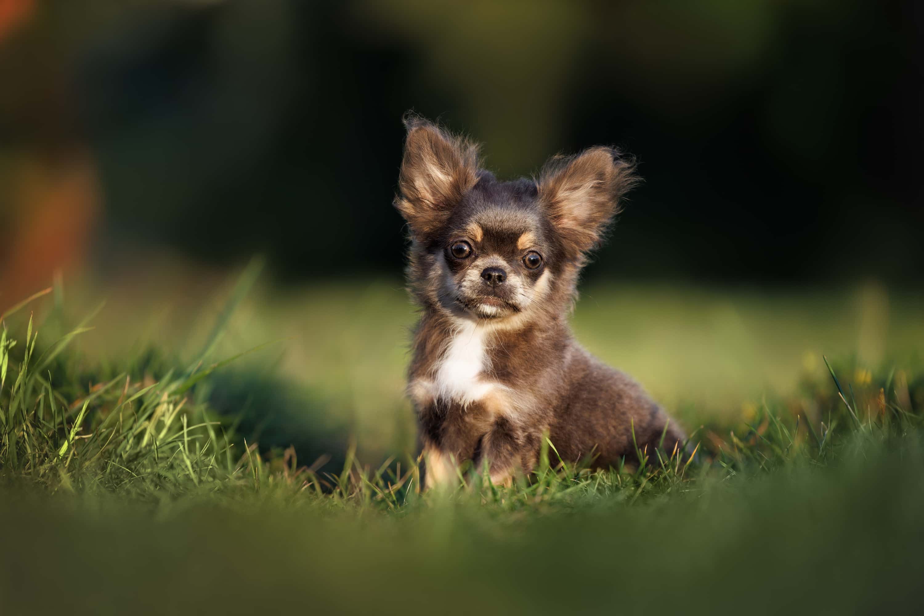 Photo de Chihuahua
