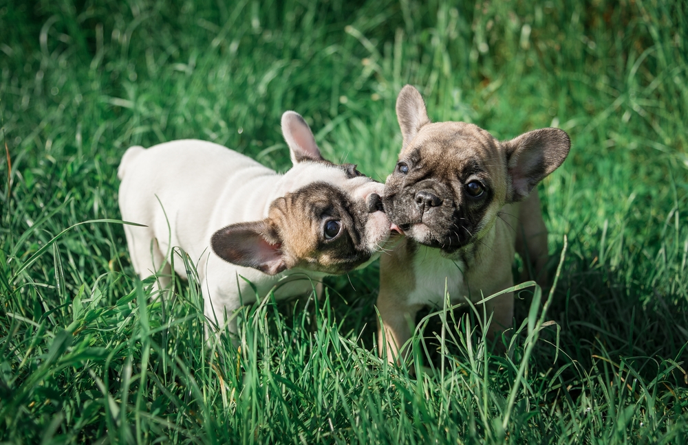 Photo de Bouledogue français prise par null