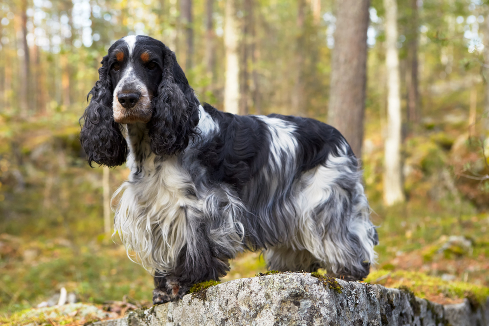 Photo de Cocker anglais​