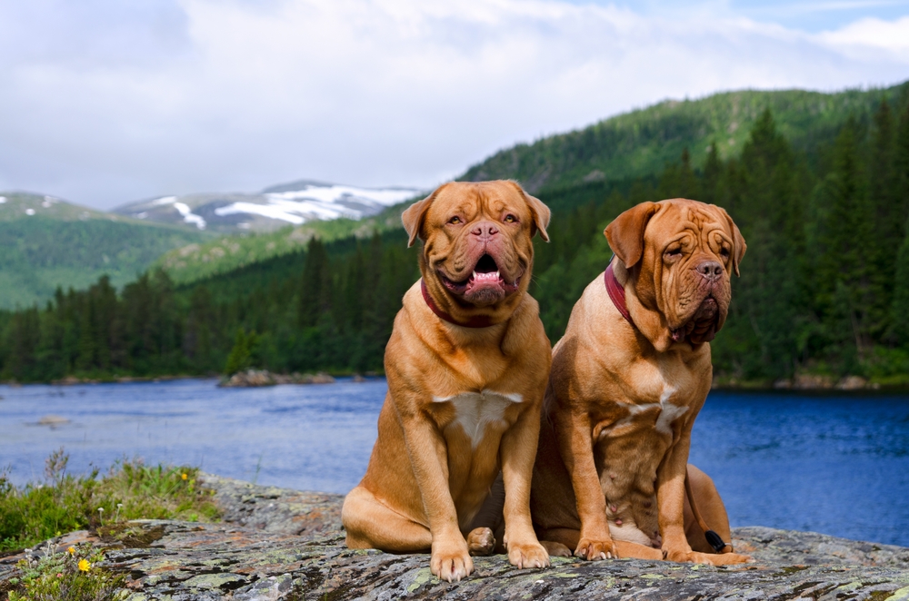 Photo de Dogue de Bordeaux prise par null