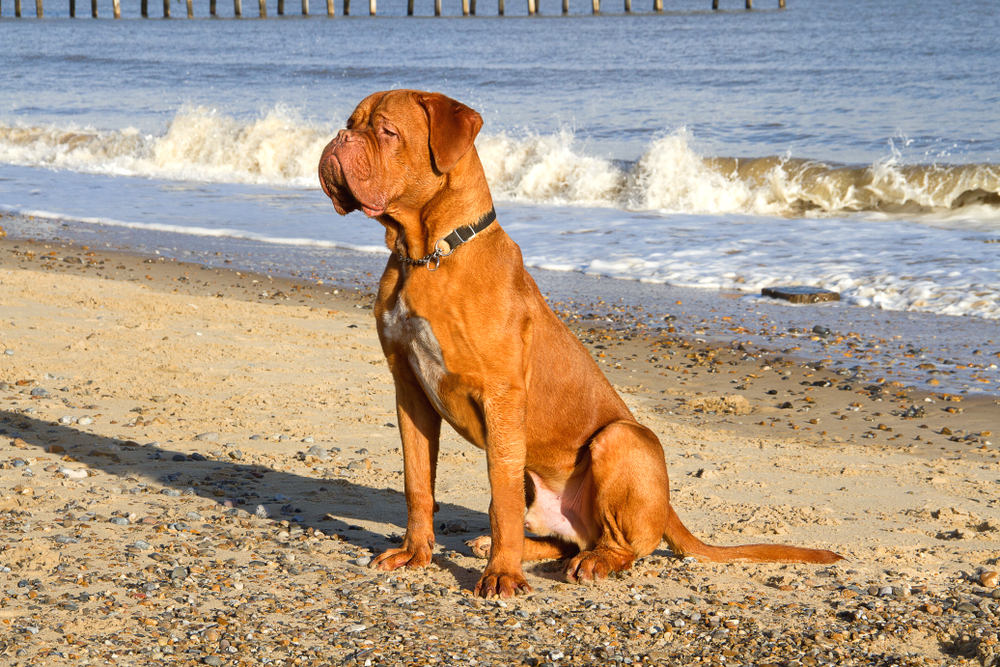 Photo de Dogue de Bordeaux prise par null