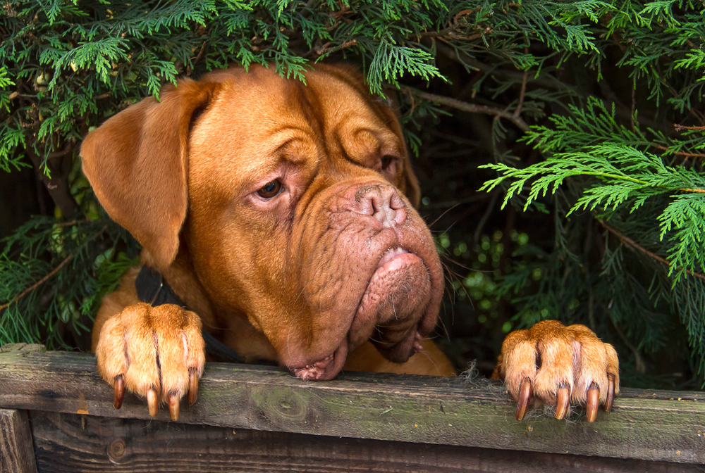 Photo de Dogue de Bordeaux prise par null