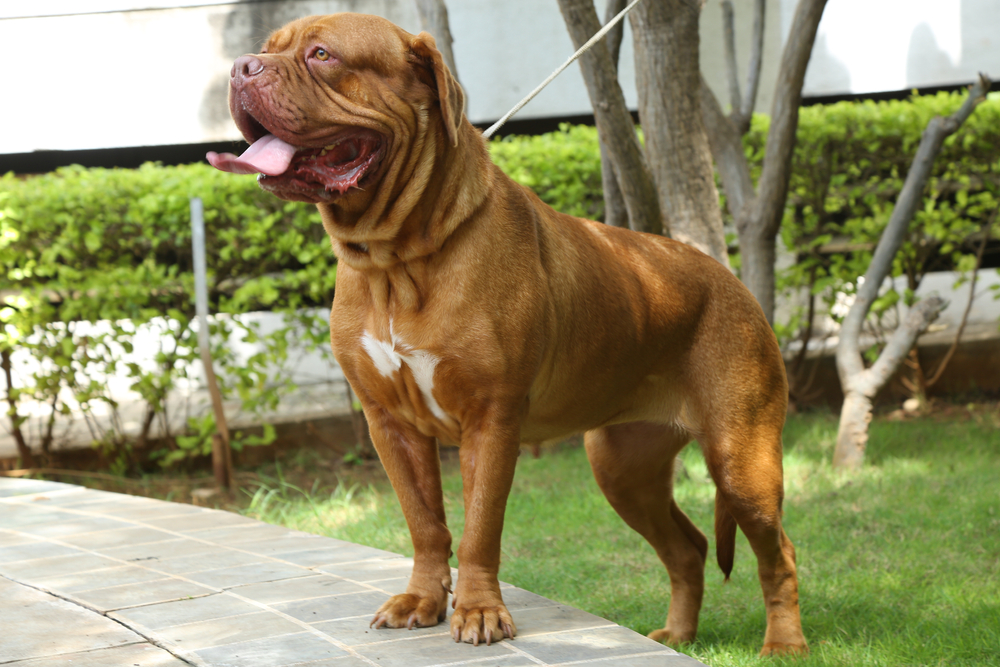 Photo de Dogue de Bordeaux prise par null