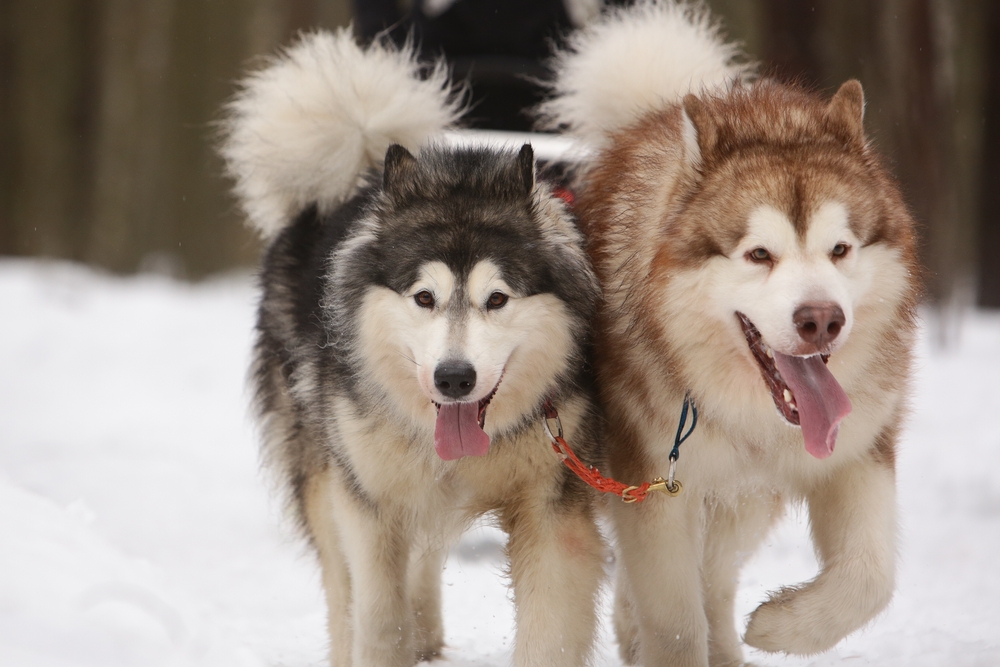Photo de Malamute prise par null