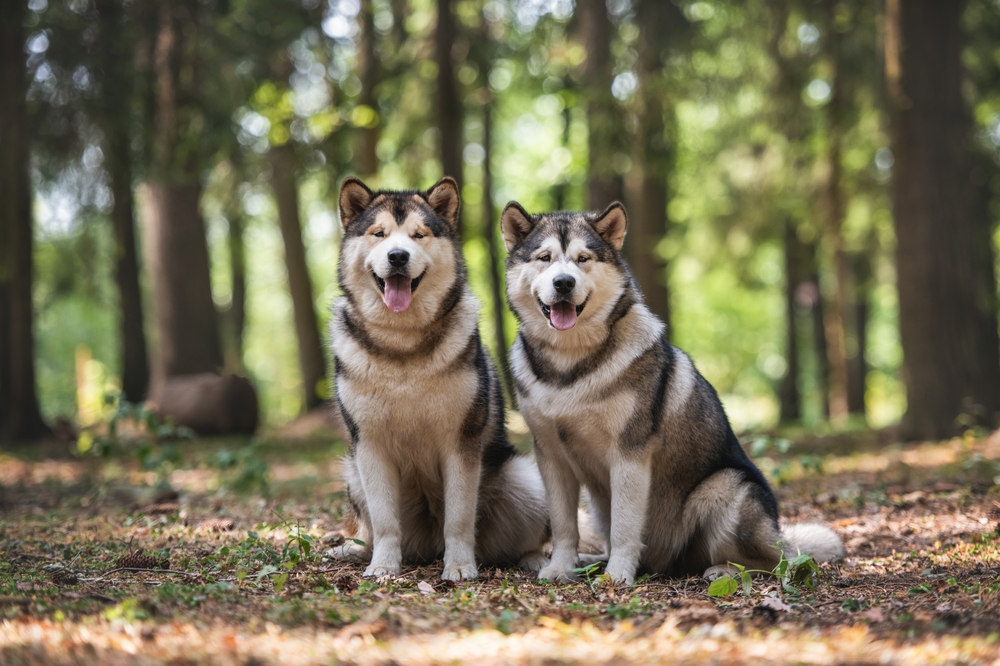 Photo de Malamute prise par null
