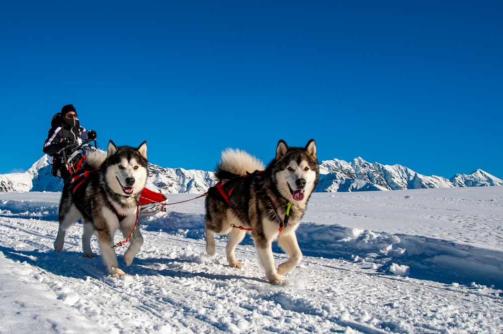 Photo de Malamute prise par null