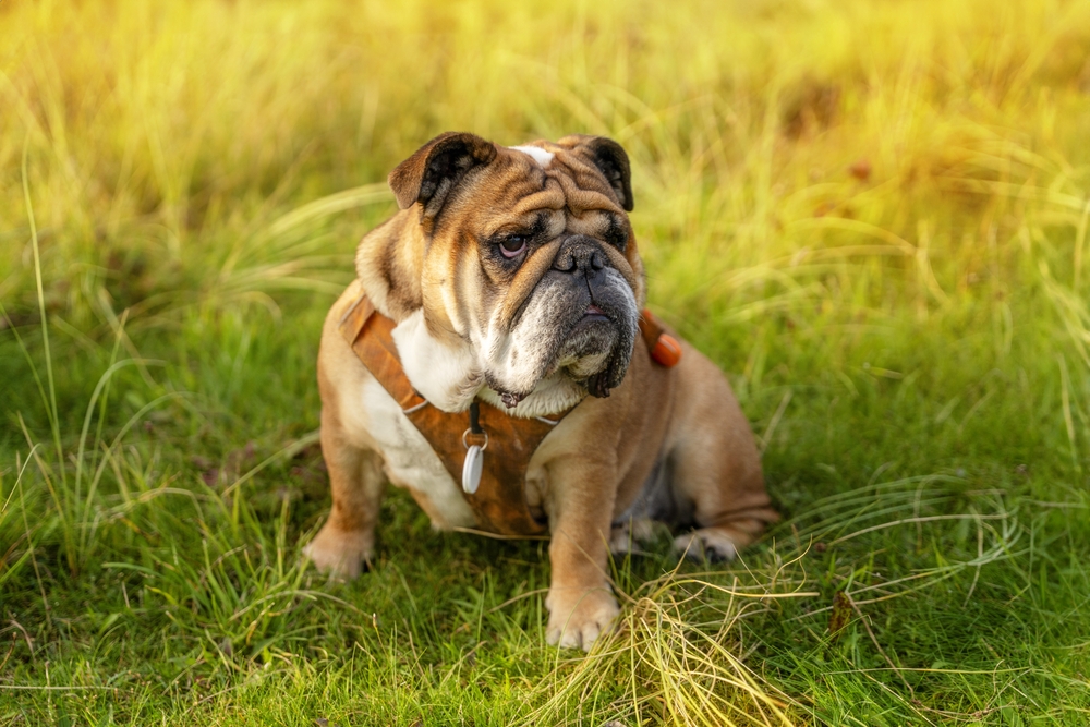 Photo de Bulldog anglais